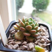 Suculentas: secretos para cuidar la Echeveria Amoena y que crezca bella y sana