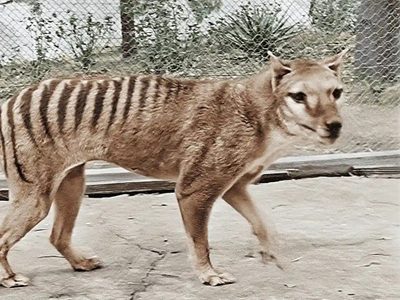 Científicos planean un multimillonario proyecto para resucitar al tigre de Tasmania