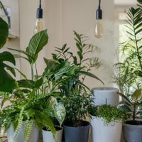 Salí tranquilo: olvidate de regar tus plantas con este efectivo truco que no falla