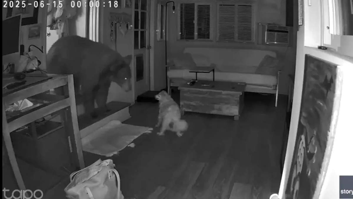 Un perro enfrentó a un enorme oso que se había metido en una casa de familia