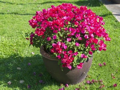 La planta tan común que capaz tenés en tu jardín y podés usar para hacer té gratis