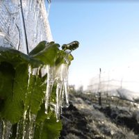 Nace una nueva región vitivinícola en Patagonia