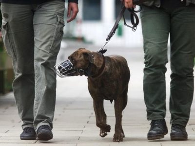 Una ordenanza regula el paseo de mascotas en espacios públicos de Plaza Huincul