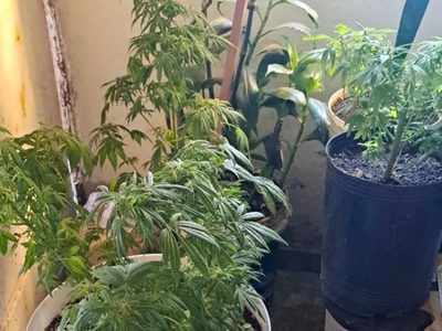 Allanamiento en Zapala: encontraron un arma, municiones y una plantación de marihuana