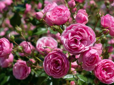 Plantas: consejos claves que tenés que conocer para proteger a tus rosales del invierno