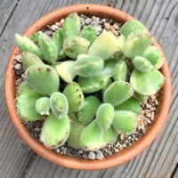 Cotyledon tomentosa o Patita de Oso: cómo hacer que florezca y se multiplique esta tierna suculenta