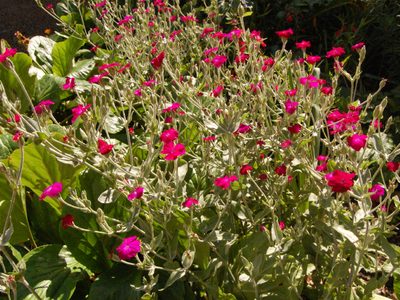 La planta que crece en lugares difíciles de tu jardín es muy fácil de cuidar y aguanta todo el sol en verano