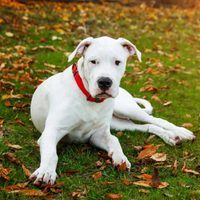 Curiosidades del dogo argentino, el imponente cazador que también puede ser un compañero fiel