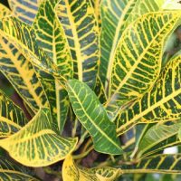 El secreto viverista para que tus plantas en maceta se conserven sanas, sin hojas amarillas ni deshidratadas