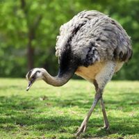 Ñandú: el ave que no vuela, pero se camufla como un maestro y esconde un significado ancestral