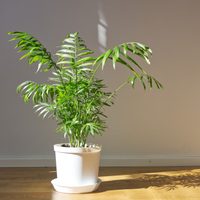 Las hermosas plantas "todoterreno", fáciles de cuidar y que sobreviven perfectamente en espacios pequeños