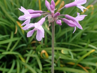 La planta noble que no ensucia, mantiene su floración casi todo el año y vas a querer para tus canteros