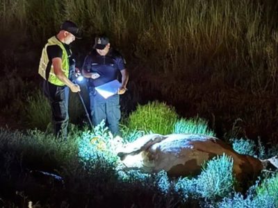 Añelo: una camioneta petrolera chocó contra una vaca en la Ruta 7 y crece la preocupación por los animales sueltos