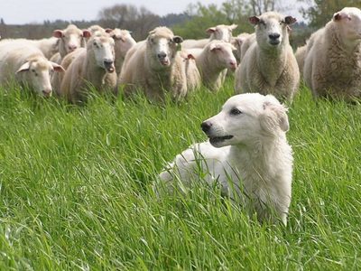 Perros protegen el ganado del ataque de pumas y zorros en las montañas