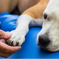 El sorprendente poder de las mascotas para detectar cambios en la salud