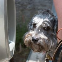 El gobierno de la CDMX celebrará el Día Internacional del Perro con una jornada de Bienestar Animal