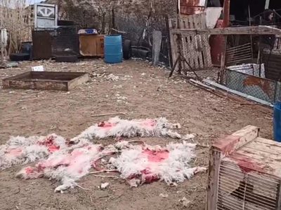 Una jauría de perros atacó un puesto de Rincón de los Sauces y mató a todos los animales
