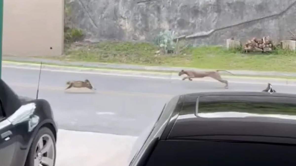 Captan a puma cazando a un gato en fraccionamiento de Monterrey