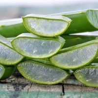 El truco de los viveristas para reproducir tu planta de Aloe Vera y tener la cosecha más grande en casa