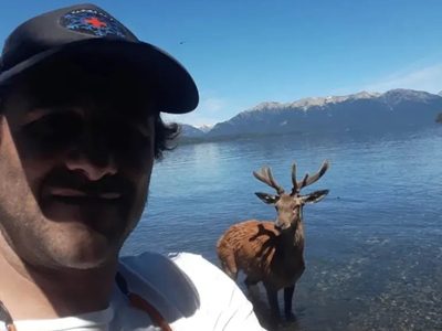 Un ciervo “nadador” atravesó el Lago Correntoso hasta su desembocadura