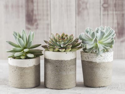Si encontrás estas manchas en tus suculentas, no desesperes: mirá cómo las podés recuperar en un instante
