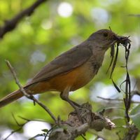 No es el búho ni la lechuza: el pájaro que canta de noche y que esconde una antigua leyenda guaraní