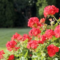 Conocé las plantas de hermosas flores que resisten al frío y podés sembrar estos meses