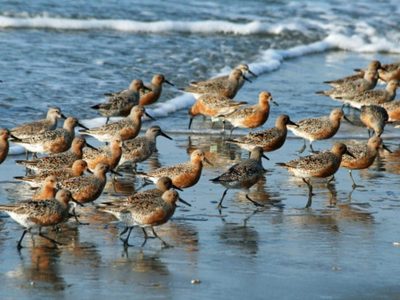 Crearían un plan nacional para la conservación de las aves playeras y su entorno