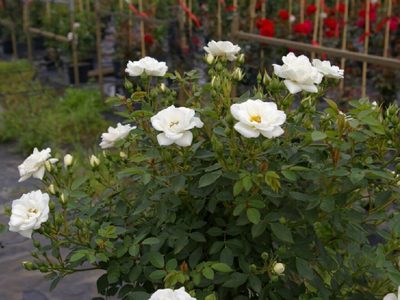 Fácil de cultivar y de bajo mantenimiento: la planta con flores hermosas, perfectas para decorar tus canteros