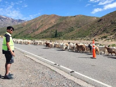 Trashumancia y abigeato: pequeños crianceros piden ayuda por el robo constante de ganado
