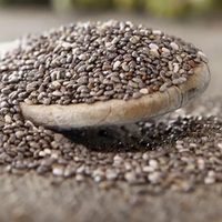 Superalimento: así podés germinar las semillas de chía y obtener unos brotes para acompañar cualquier plato
