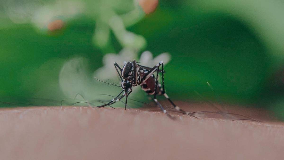Moscas y mosquitos. Fuente: (X)