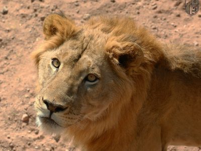 Sudán: en un país con hambre, unos voluntarios hacen lo imposible para alimentar a leones rescatados