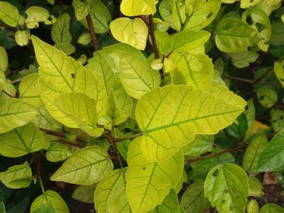No pierdas tiempo ni dinero: decile chau a las hojas amarillas de tus plantas con este trucazo de los jardineros