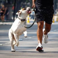 Los perros identifican información relevante en conversaciones humanas. Esto dice un estudio