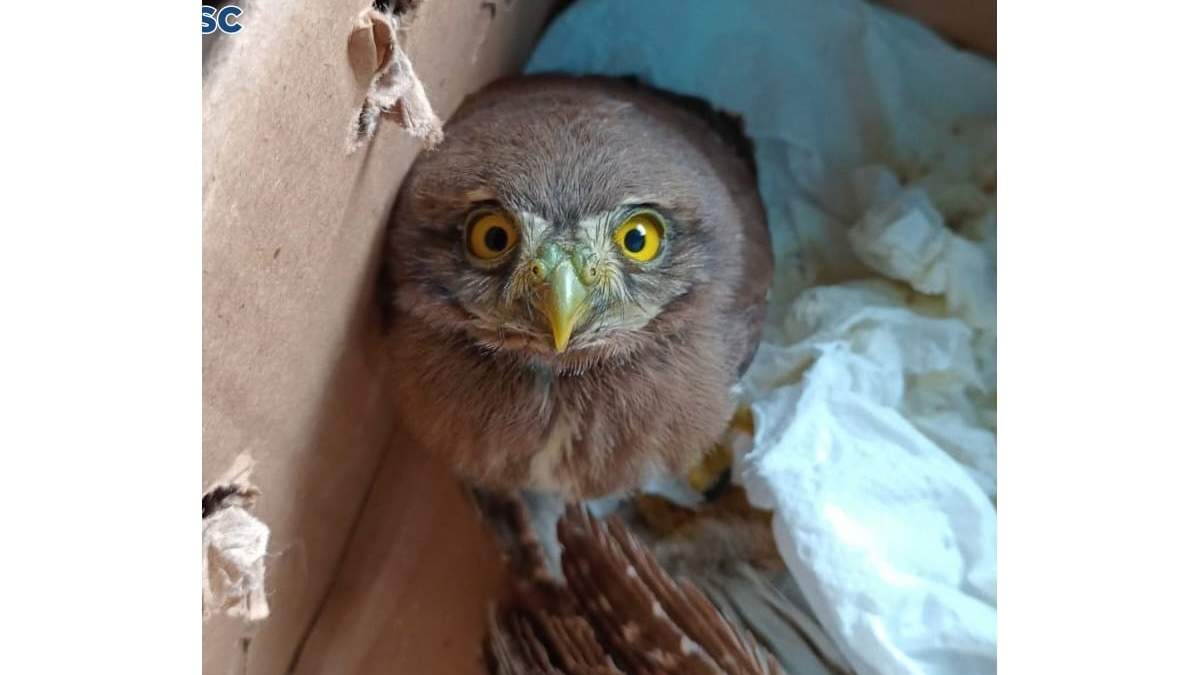 Una de las aves rescatadas