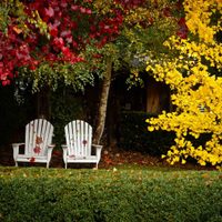 El trucazo que los jardineros no quieren que sepas para tener tus plantas más bonitas en otoño-invierno