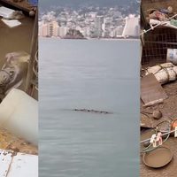 Unos 40 cocodrilos merodean playas y zonas residenciales de Acapulco tras el paso de John (Videos)