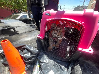 Rescatan en Ecatepec a un cachorro de tigre de bengala; supuesto dueño no acreditó posesión legal