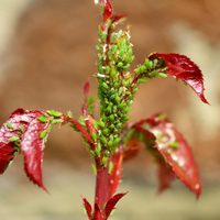 ¡Adiós pulgones! recetas efectivas para liberar tu jardín