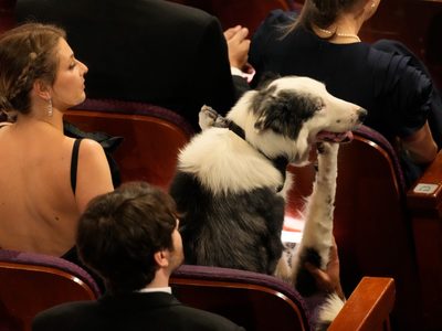 Messi: el perro celebridad logró llegar a los Oscar; así filmaron su "aplauso" (Video)