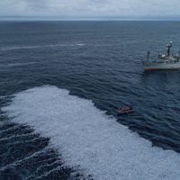 Las estremecedoras imágenes de una “alfombra” de 100 mil peces muertos en las costas de Francia