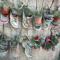 No tires los zapatos viejos o rotos: mirá cómo convertirlos en las macetas más creativas
