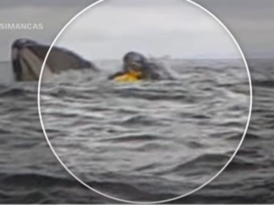 Ballena traga a un hombre que navegaba en kayak; su papá graba el momento (Video)