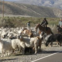 Iniciaron un operativo para proteger a los crianceros durante la veranada