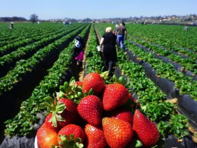 La frutilla de Tucumán tuvo una gran cosecha a pesar de la pandemia