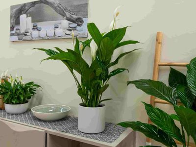 Las plantas pequeñas y que purifican el aire, perfectas para colocar en las repisas de tu casa