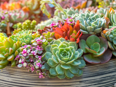 Tomá nota: este es el abono casero para que tus plantas carnosas den las más lindas flores