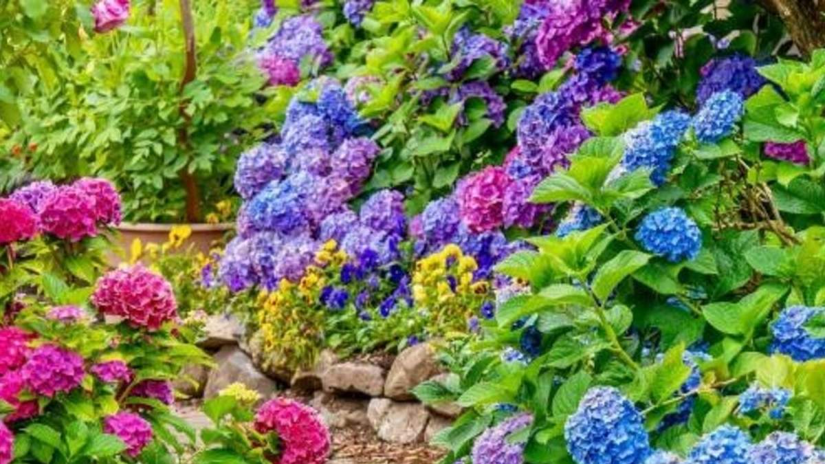 Hortensias. Fuente: (X)