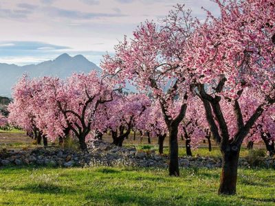En España, las rutas de almendros en flor son ideales para instagramers